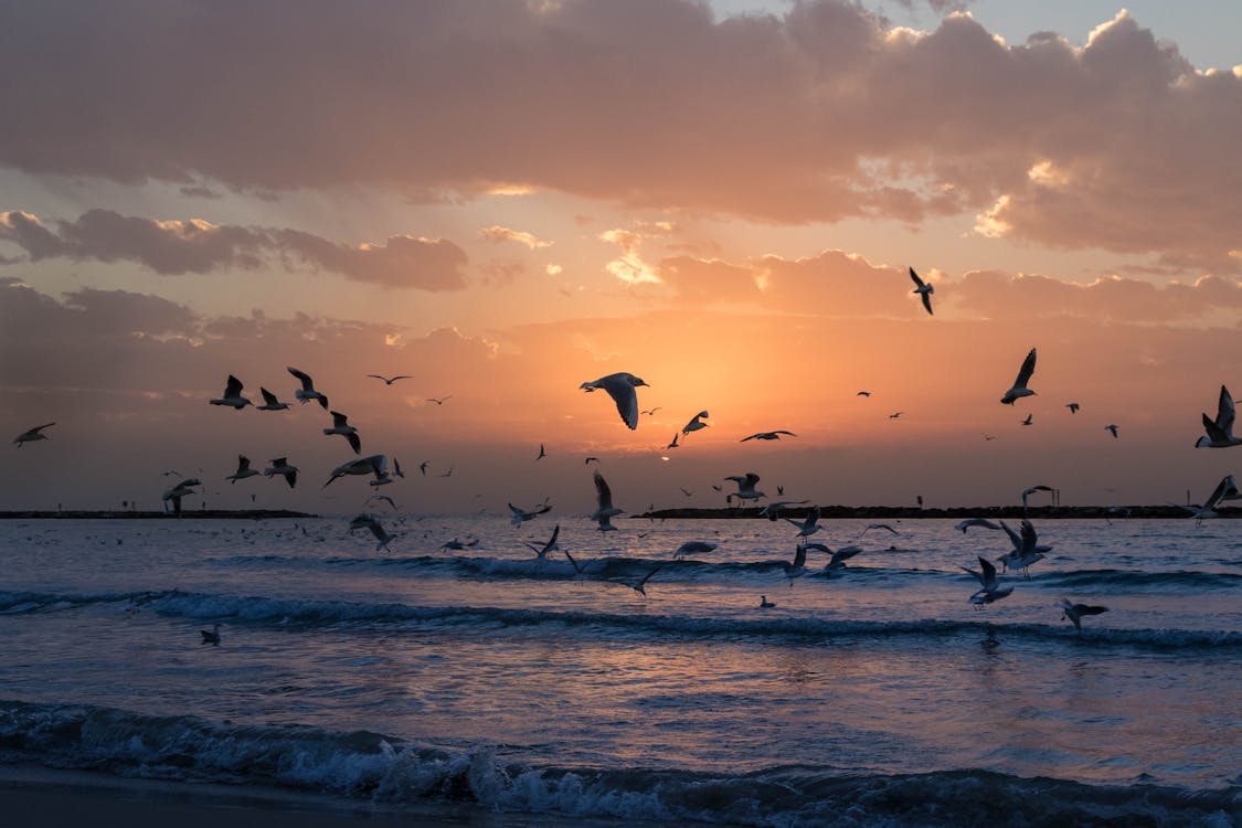 Free Flock Of White Birds Photo During Sunset Stock Photo