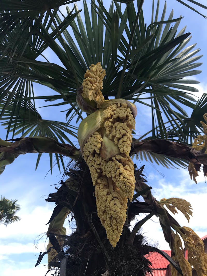 Handfesseln Silent Lock