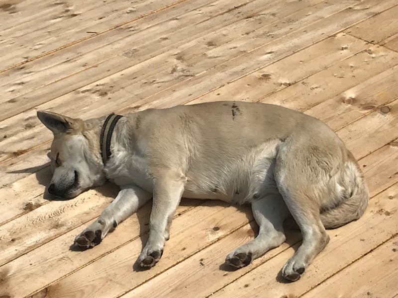 Leder-Halsband Richtlinie mit Ring