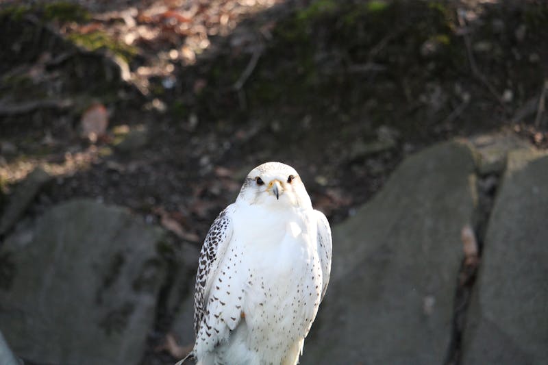 Premium Bondage-Set Fesselrichter Edition