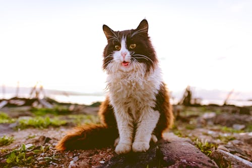 Free White And Brown Cat Stock Photo