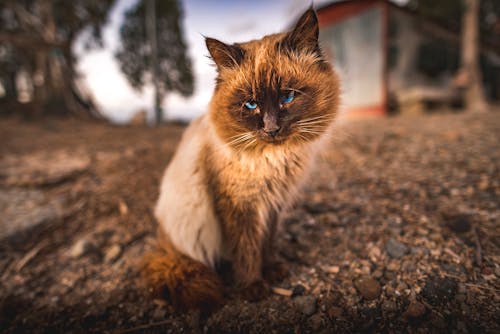 かわいいねこ