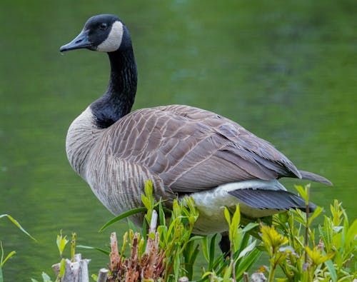 Canada Goose by the Lake