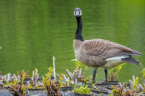 Brown Goose Standing on Potted Plants Beside a Pond