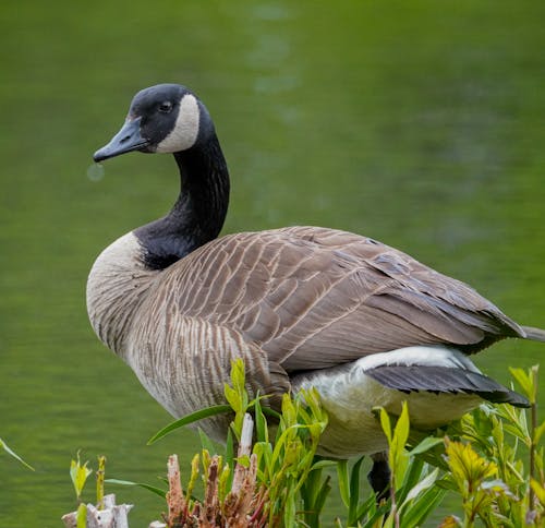 Goose in Close Up Photography