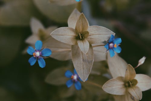 Kostnadsfri bild av blå blommor, blommande växt, blommor