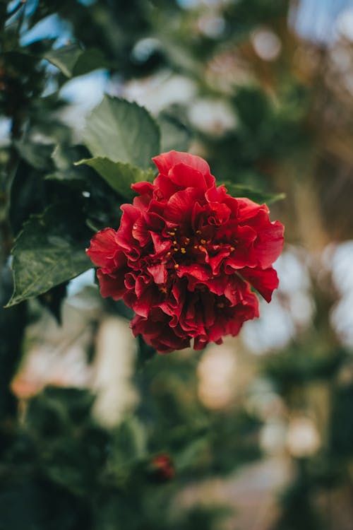 Základová fotografie zdarma na téma červené kytky, kvést, květinová fotografie