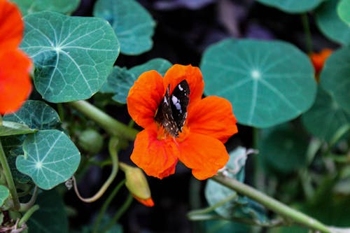 Gratis lagerfoto af naturens skønhed, smuk blomst, sommerfugl