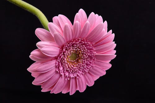 Free stock photo of background, beautiful flower, close-up Stock Photo