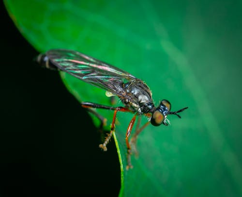 Free Black Fly on Green Leaf Stock Photo