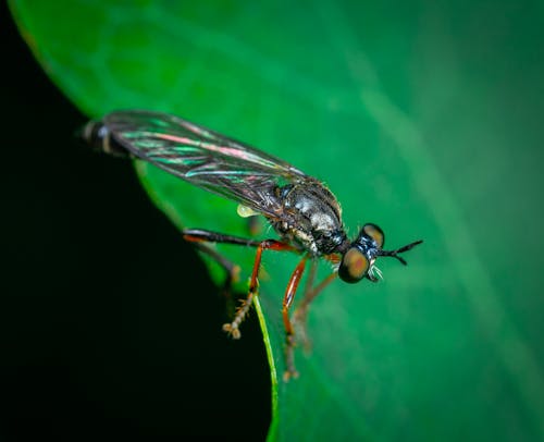 Black Fly on Green Leaf