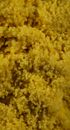 Yellow Couscous in Macro Photography