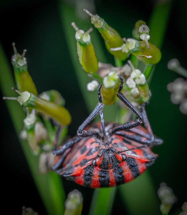 Red And Black Italian Striped Beetle