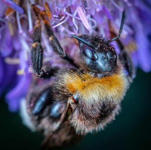 アンテナ, ハチ, バンブルビーの無料の写真素材