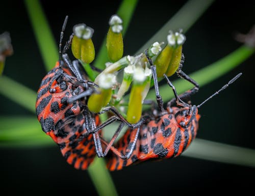 Základová fotografie zdarma na téma hmyz, příroda, rostlina