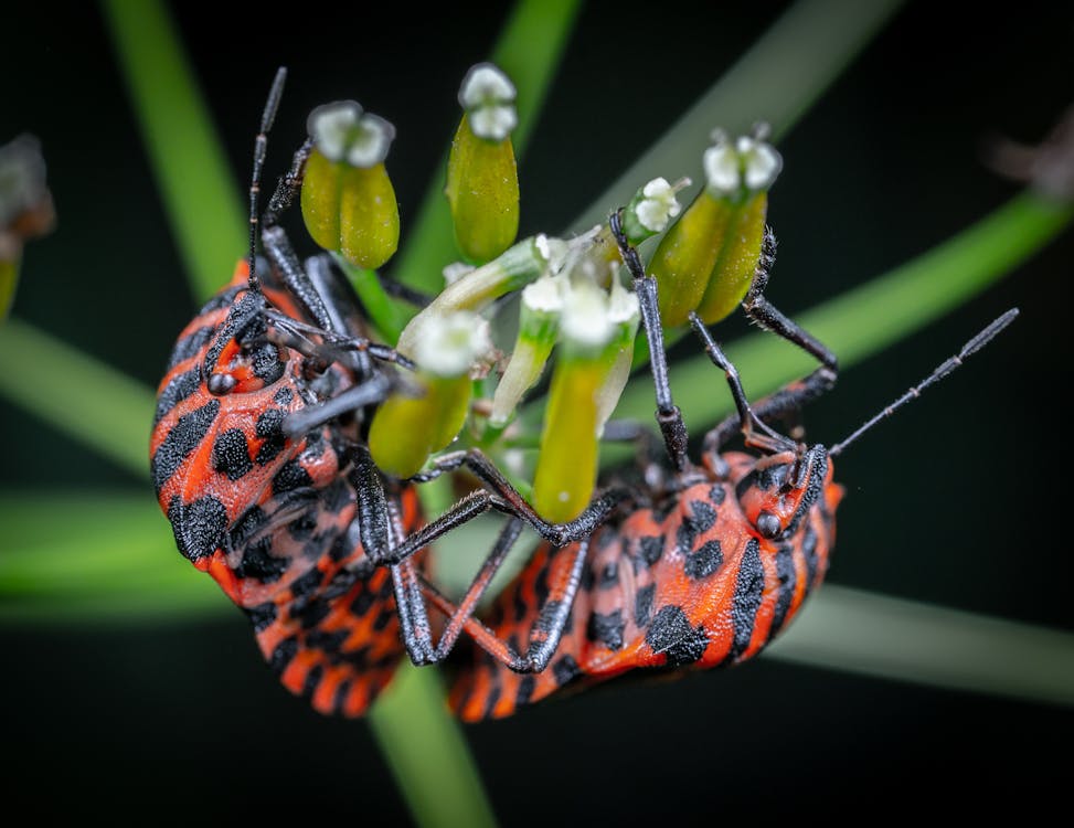 Fotobanka s bezplatnými fotkami na tému chrobák, chrobáky, hmyz