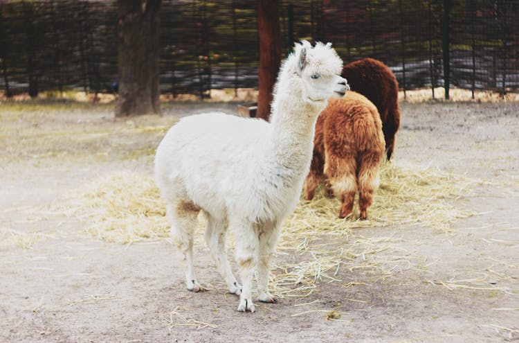 White Llama On White Sand