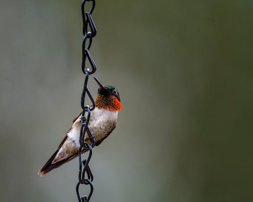 Free Close-Up Shot of a Hummingbird Perched on a Chain Stock Photo