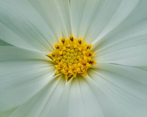 무료 꽃 사진, 꽃잎, 식물군의 무료 스톡 사진