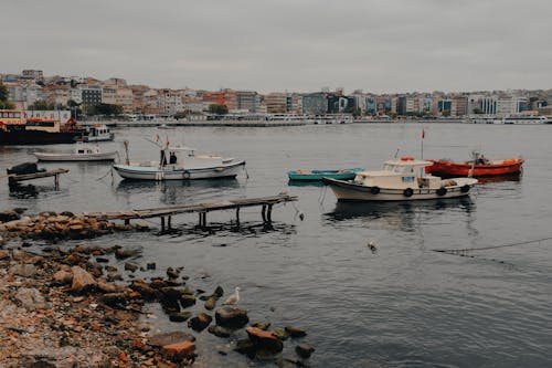 Foto d'estoc gratuïta de aigua, badia, baralla