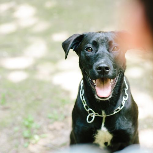 Free stock photo of dog Stock Photo