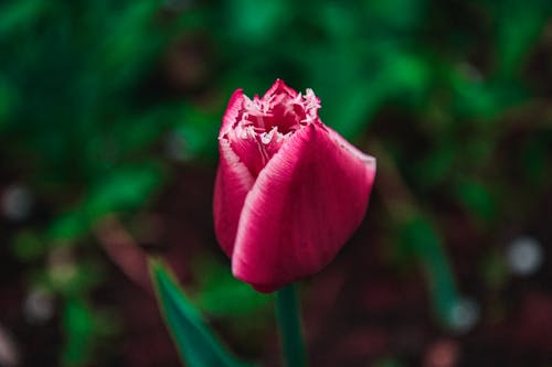 Close Up Photo of a Tulip