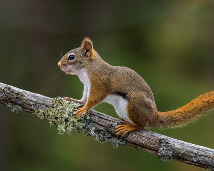 Brown Squirrel on Brown Tree Branch