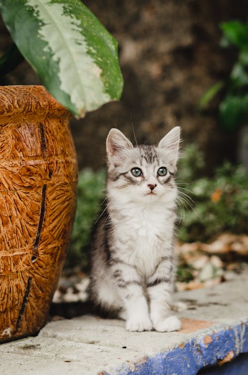 Grey Kitten Beside a Potted Plant