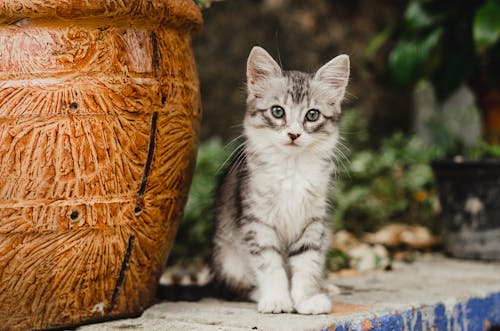 Kostnadsfri bild av husdjur, kastrull, katt