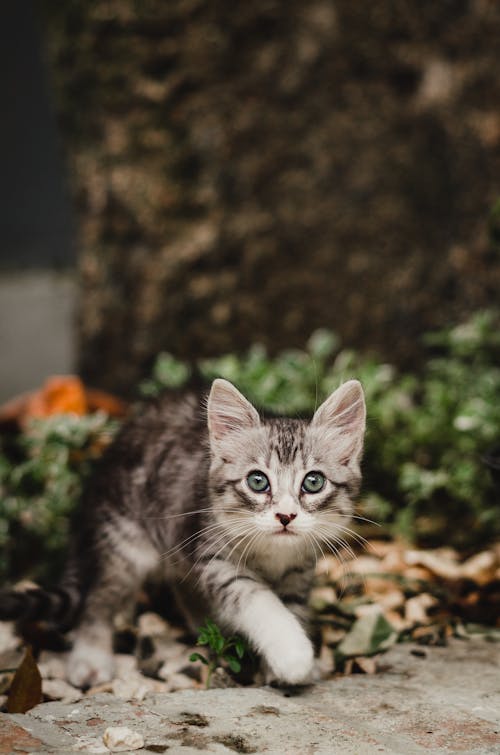 Free A Kitten Looking at the Camera  Stock Photo