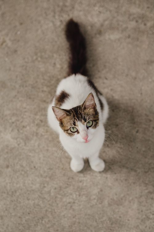 Free A cute domestic cat with green eyes gazes upward from a concrete floor indoors. Stock Photo