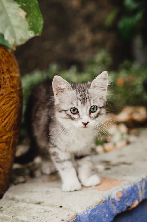 Kostnadsfri bild av djurfotografi, katt, kattdjur