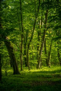 Explore the vibrant greenery of a lush springtime forest with sunlight filtering through the trees.