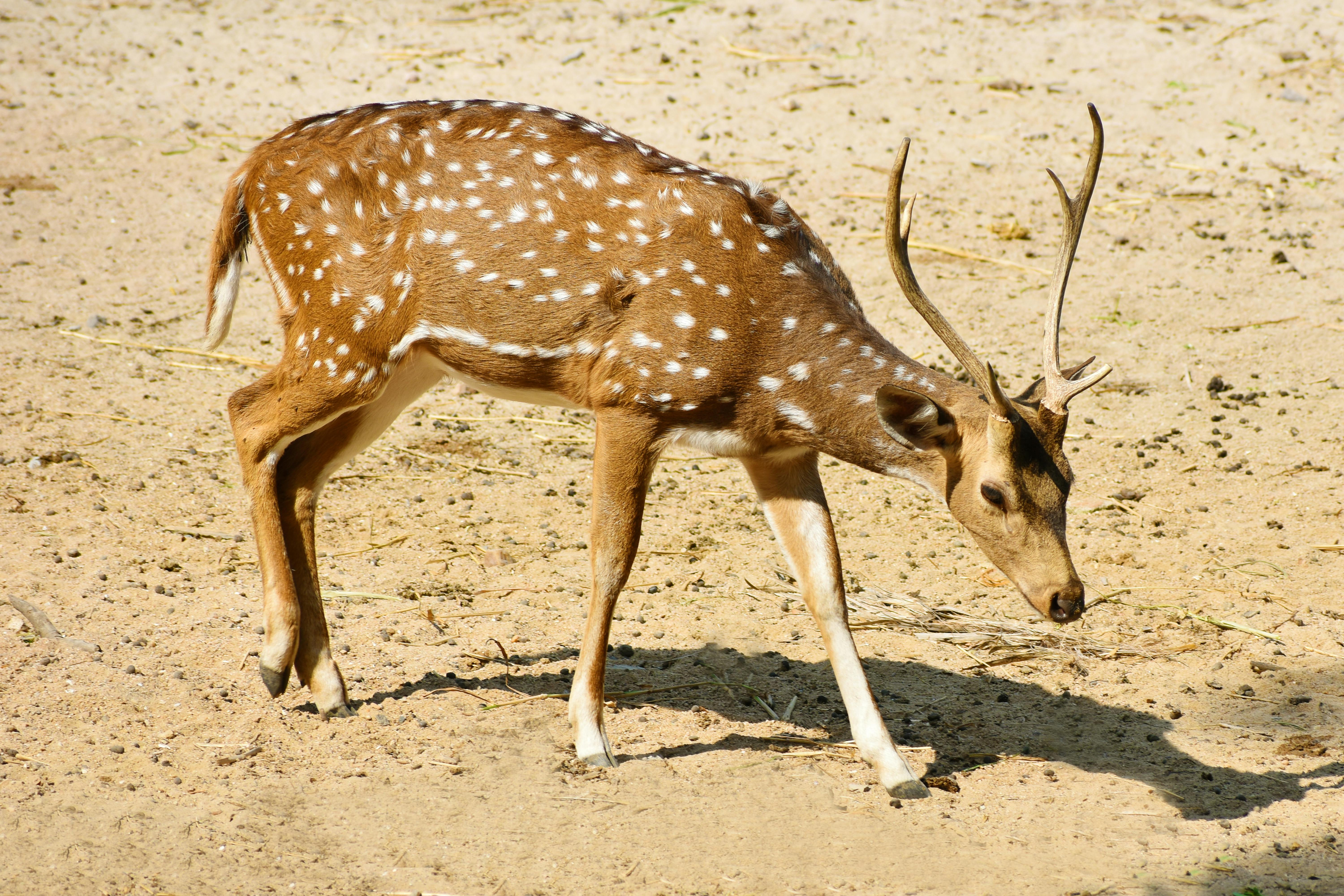 HD Deer Backgrounds Images,Cool Pictures Free Download - Lovepik.com