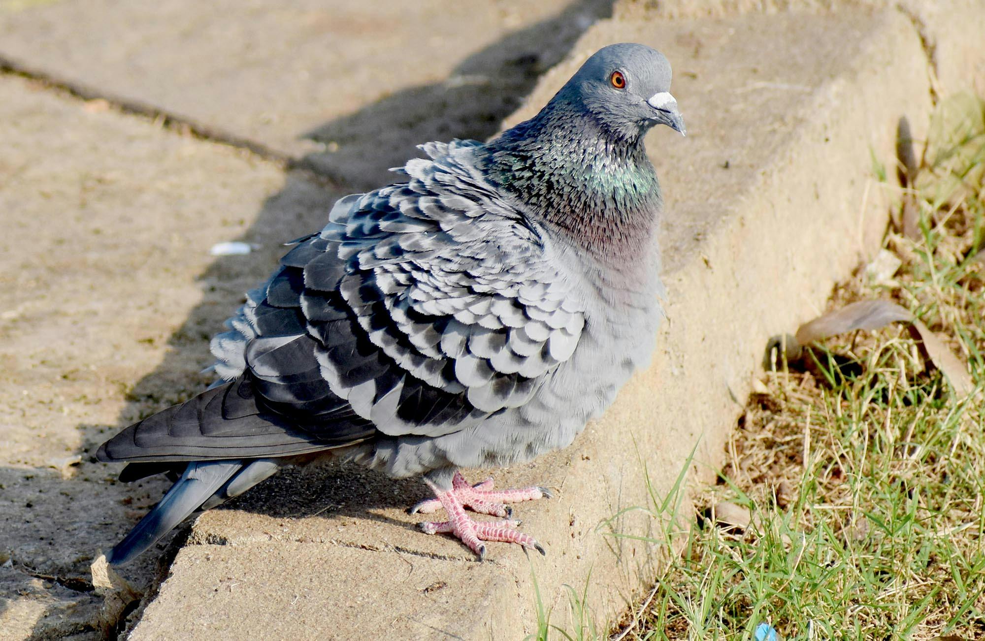 怒っている 鳩の無料の写真素材