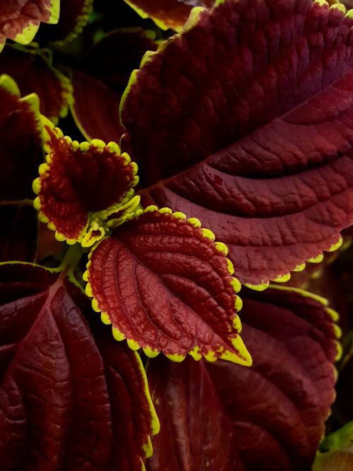 Free Detailed view of red coleus leaves with vibrant green edges in natural light. Stock Photo