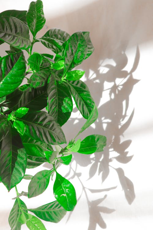 Green Leaves With Shadow on White Wall