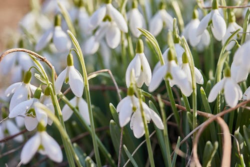 Close Up Photo of Snowdrop Spring Flowers