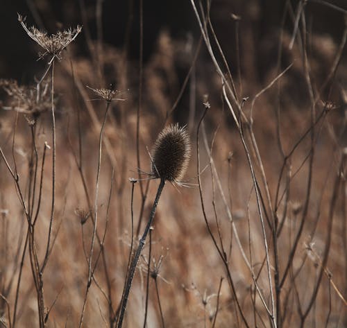 Gratis arkivbilde med 2020 bakgrunn, brun, echinacea