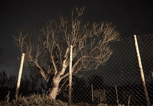 Free stock photo of exposure, night, tree