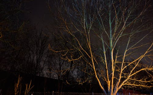 Free stock photo of background, nightscape, tree