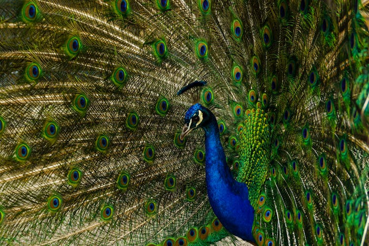 Blue And Green Peacock