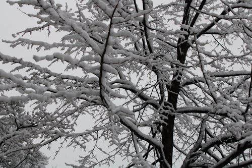 Free stock photo of snow tree