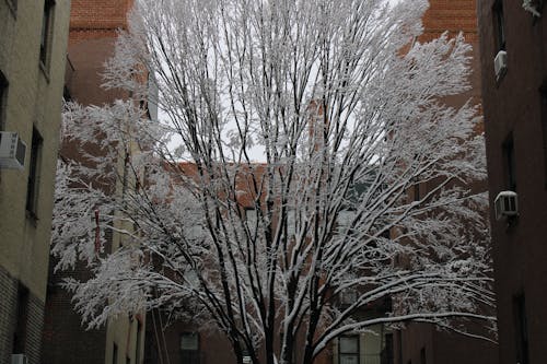 Free stock photo of snow tree 2