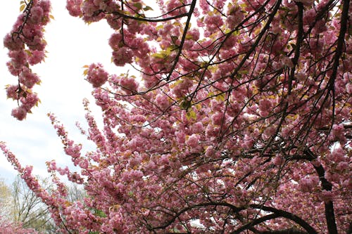 Free stock photo of cherry blossom