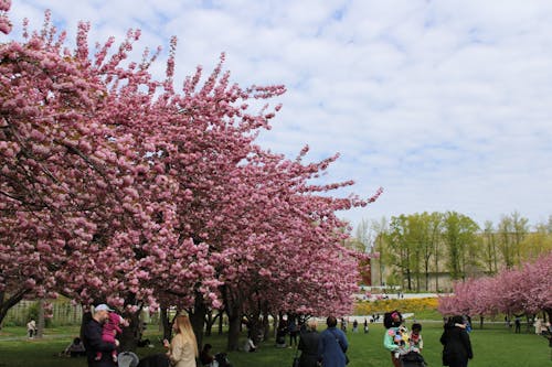 Free stock photo of cherry blossom
