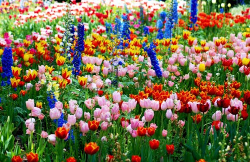 Безкоштовне стокове фото на тему «барвистий, весна, квіти» стокове фото