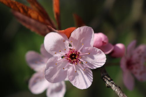 Gratis arkivbilde med delikat, kirsebærblomst, natur