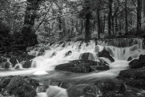 Imagine de stoc gratuită din alb-negru, apa curgatoare, arbori