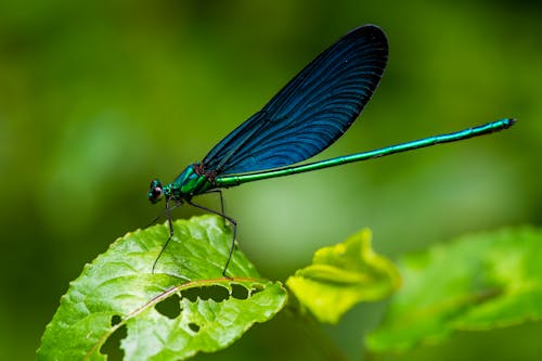 A Damselfly on a Leaf 